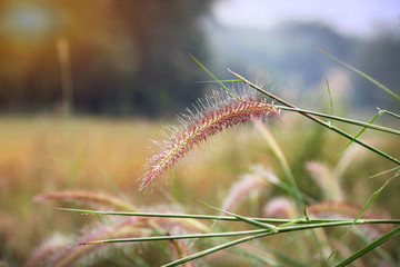 Wild grass in sunlight. ideal use for background.natural background