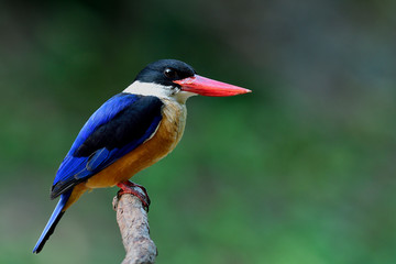 Black-capped kingfisher (Halcyon pileata) beautiful blue wings brown belly white throat black head and red bills perching on wooden, fascinated animal