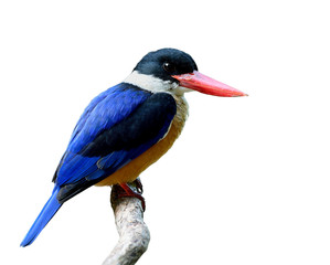 Black-capped kingfisher (Halcyon pileata) beautiful blue wings white throat black head and red bills isolated on white background, exotic animal