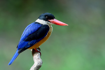 Black-capped kingfisher (Halcyon pileata) beautiful blue wings white throat black head and red bills with chubby body, Lovely bird
