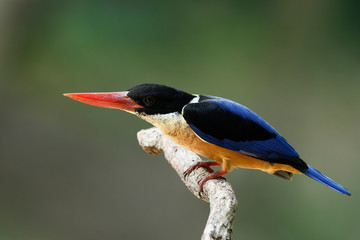 Black-capped kingfisher (Halcyon pileata) squats down perching branch alerting to invader bird of his territory, funny animal