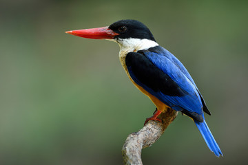 Exoticl blue bird with black head and red bills calmly expose on wood branch over soft lighting background, Black-capped kingfisher (Halcyon pileata)