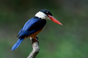 Fascinated blue bird with black head and red bills happily sitting on wooden stick over fine green background showing it fine back feather profile, back-capped kingfisher