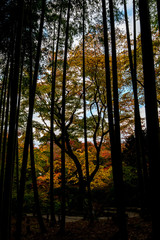 Obraz premium 竹藪の向こう