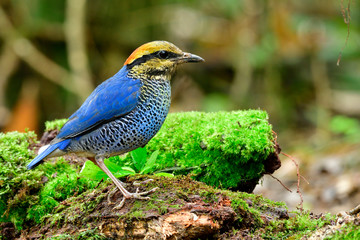 Fascinated blue bird with yellow nape and red head perching mess cut timber searching for meals for his babies in nest, Blue Pitta (Hydrornis cyaneus)
