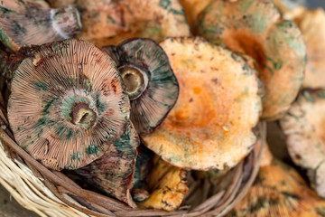 Pine trees mushrooms (Lactarius deliciosus) (Cintar mushroom)