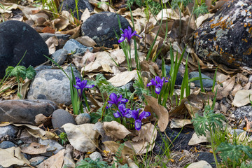 blooming blue iris in the meadow, Altai, Russia