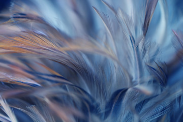 Blur Bird chickens feather texture for background, Fantasy, Abstract, soft color of art design.