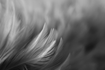 Blur Bird chickens feather texture for background, Fantasy, Abstract, soft color of art design.