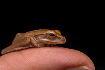 Beautiful Frog at isolated on white