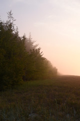 Misty sunset with trees