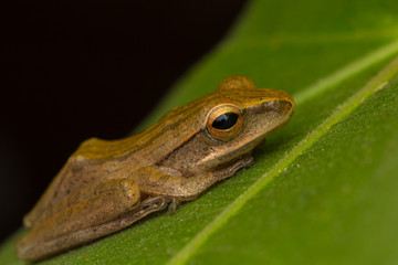 Beautiful Frog at Borneo, Frog