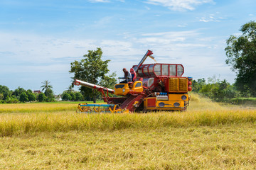 Fototapeta premium Combine harvester Working on rice field. Harvesting is the process of gathering a ripe crop