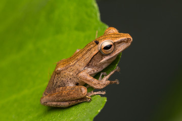 Beautiful Frog at Borneo, Frog