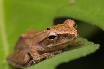 Beautiful Frog at Borneo, Frog