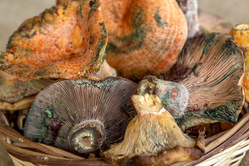 Pine trees mushrooms (Lactarius deliciosus) (Cintar mushroom)