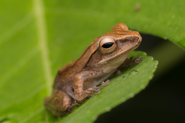 Beautiful Frog at Borneo, Frog