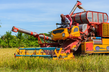 Fototapeta premium Combine harvester Working on rice field. Harvesting is the process of gathering a ripe crop
