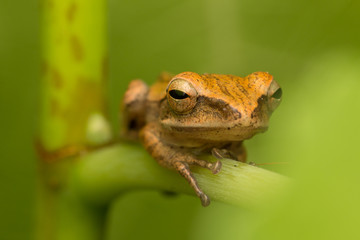 Beautiful Frog at Borneo, Frog