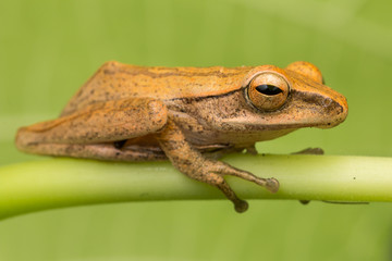 Beautiful Frog at Borneo, Frog