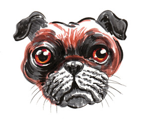 Cute bulldog puppy head on white background. Ink and watercolor illustration