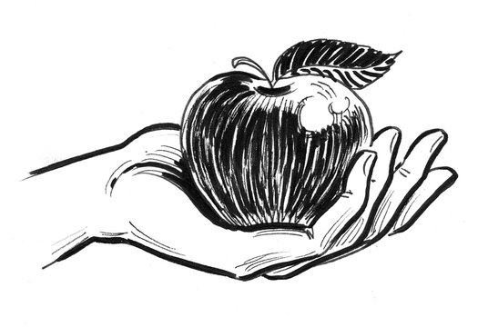 Hand Holding An Apple. Ink Black And White Illustration