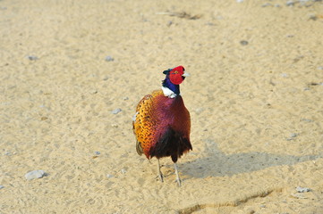 pheasant