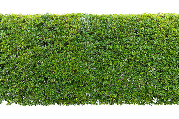 Green hedge or Green Leaves Wall  isolated,Objects with Clipping Paths