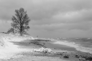 Lone tree braving the icy winter storm near point betsie light house, Benzie county Michigan.