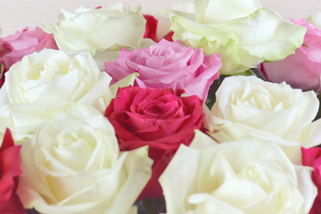 A large bouquet of red, pink and white roses close-up. Background of roses. Congratulations on the holiday. Love and tenderness.