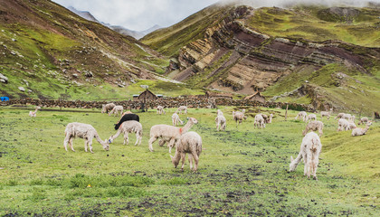 Fototapeta premium The Vinicunca trekking