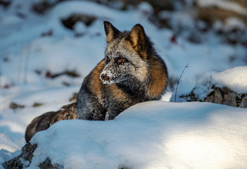 Snowy Faced Cross Fox