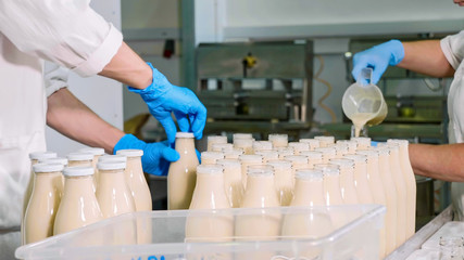 Workers filling a milk in bottles by hands at milk factory