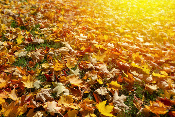 Raking leaves in the autumn fall weather.
