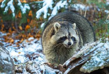 Rocky Raccoon