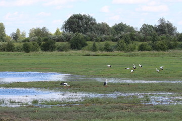 nsture bird white animal