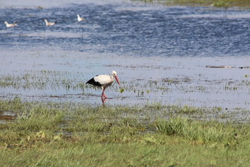 nsture bird white animal