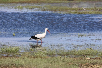 nsture bird white animal