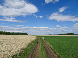 Fototapeta na wymiar Summer landscape - a field road stretching into the distance among the fields: on the left - last year's grass, on the right - new young shoots
