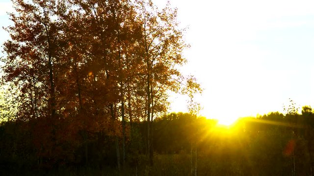gold birch silhouettes against bright sun disk at sunset