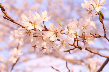 桜の花