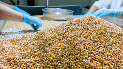 Workers sorting organic raw dry soy beans at soy milk factory