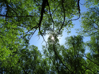 Summer landscape - blue sky with sun shines through the branches of trees