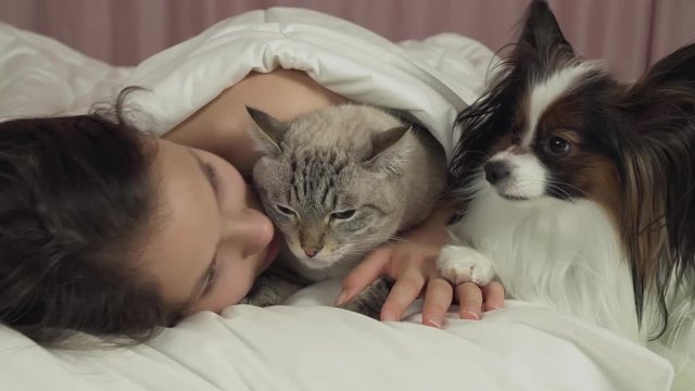 Happy teen girl communicates with dog Papillon and Thai cat in bed stock footage video