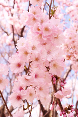 桜の花