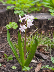 Pink garden hyacinth or Hyacinthus orientalis close-up at flowerbed, selective focus, shallow DOF