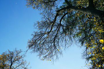 Autumn background with branches and fall leaves. Braches against blue sky.