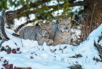 Lynx Kittens