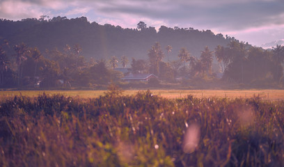 Vintage photo of summer meadow at sunset in asian village. Rural Asian landscapes at sunrise with palm trees in fog. Langkawi island, Malaysia.
