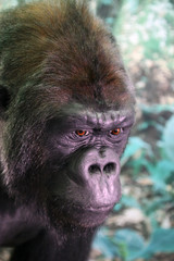 Obraz premium Closeup of monkey in forest setting